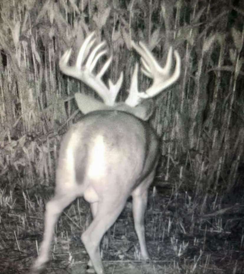 Even though Levi had never seen the buck before, neighbors had been watching him and shared trail camera photos. Even though Levi had never seen the buck before, neighbors had been watching him and shared trail camera photos.