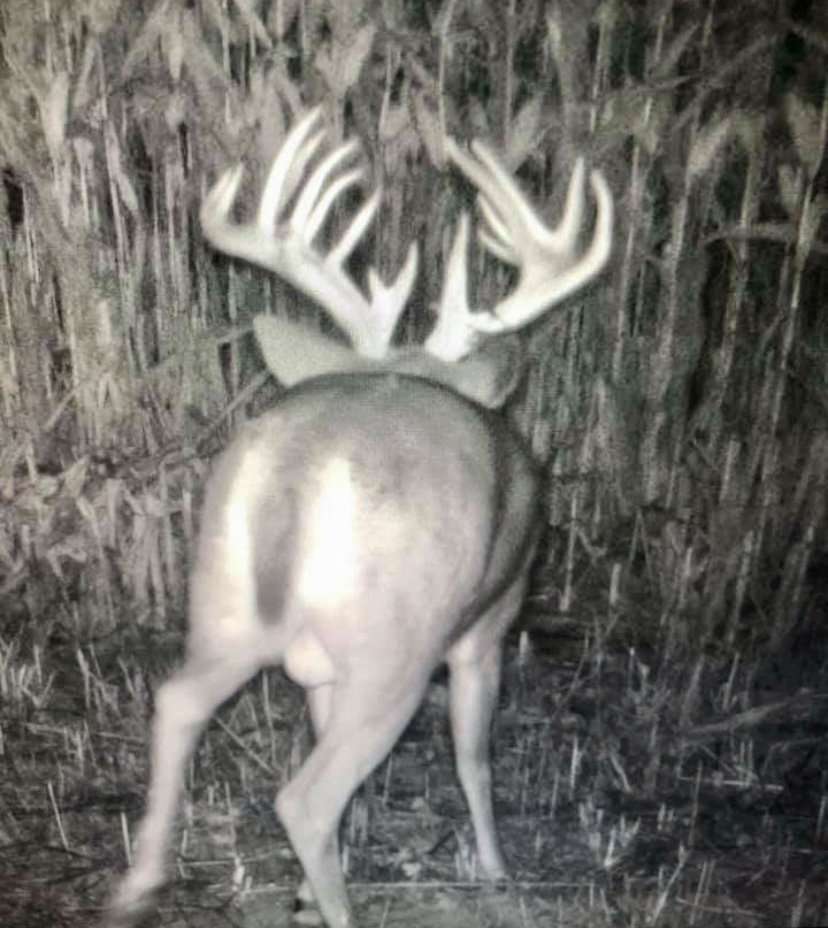 Even though Levi had never seen the buck before, neighbors had been watching him and shared trail camera photos. 