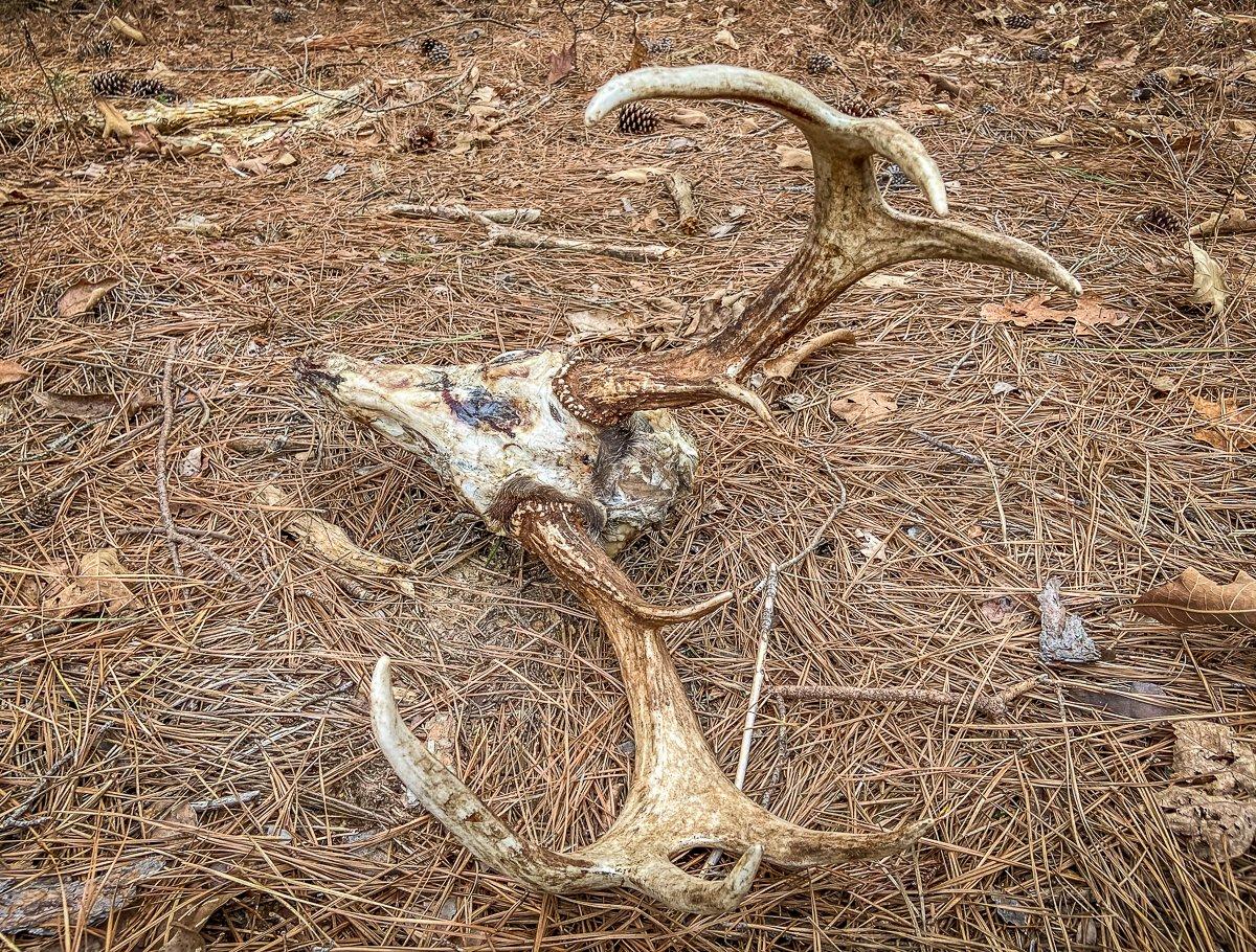 Hunting Antler Sheds  Ohio Department of Natural Resources