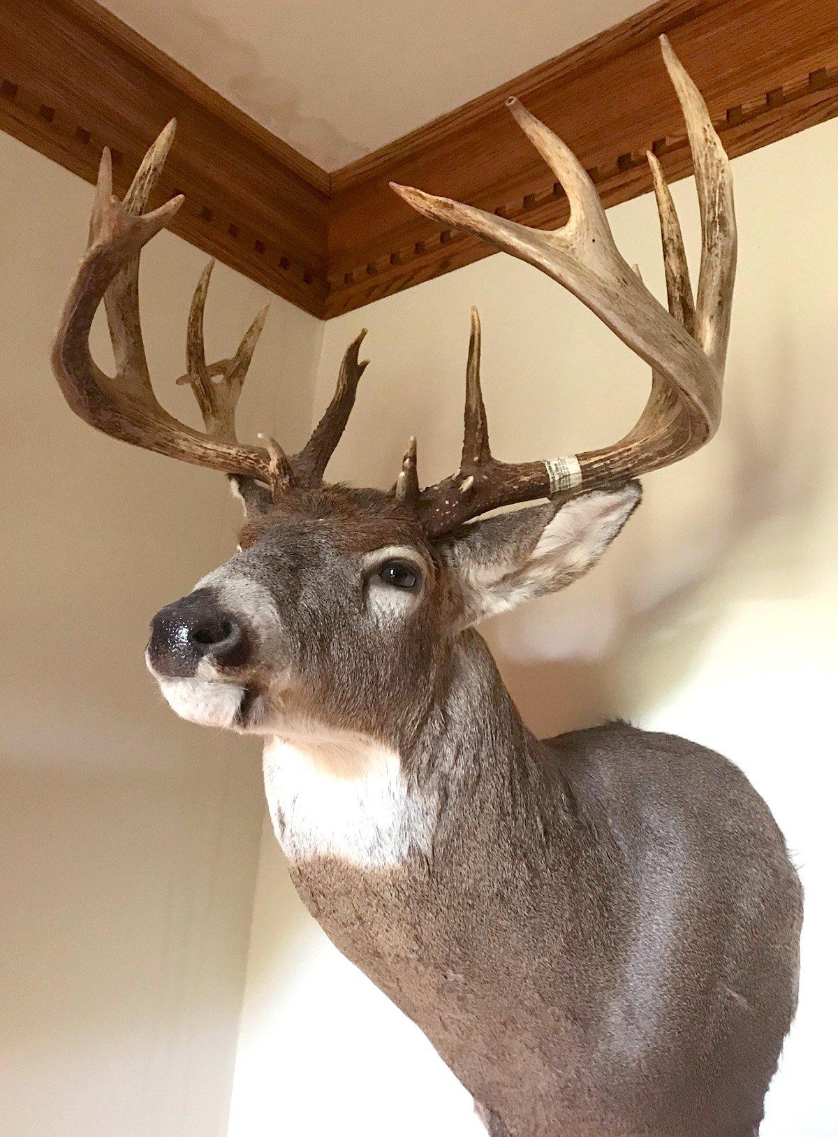 It took two years for the author to get the mount back from his best buck ever, but it was worth the wait. 
