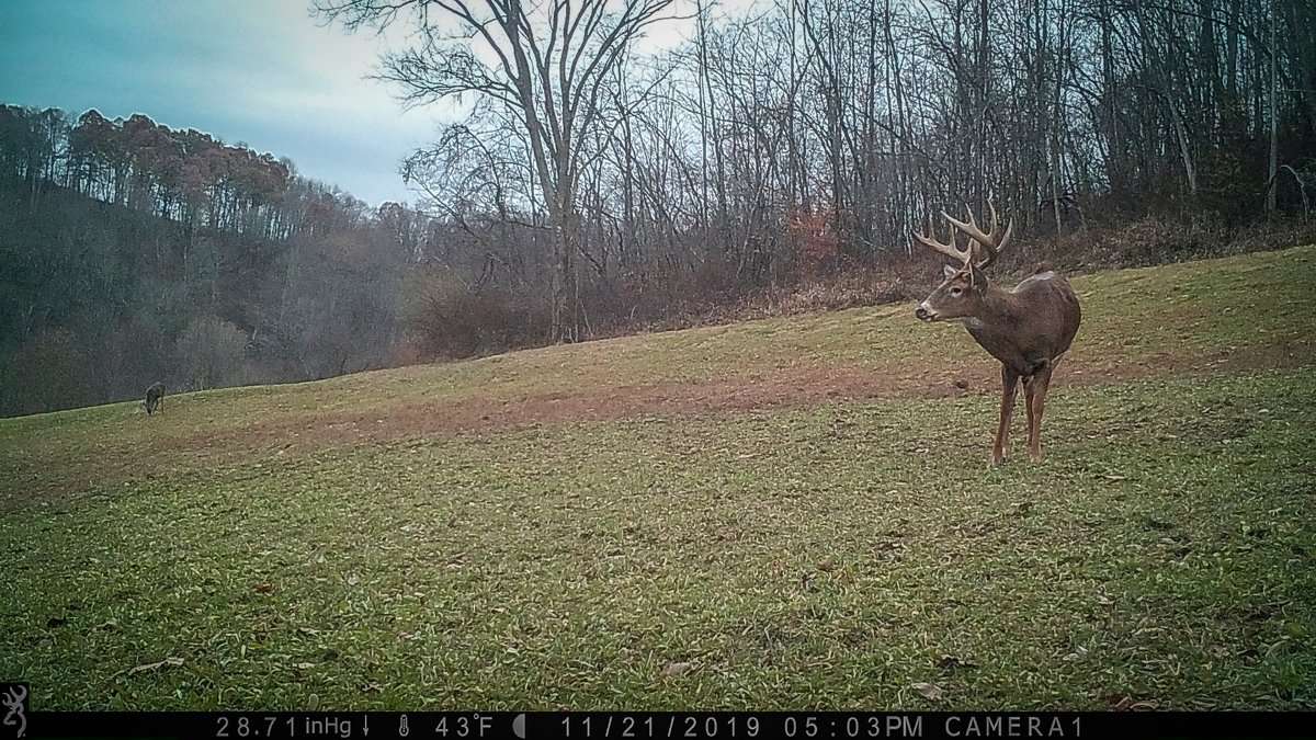 The Wozniaks kept tabs on this big whitetail until they felt the time was right to hunt it. (David and Aleah Wozniak photo)