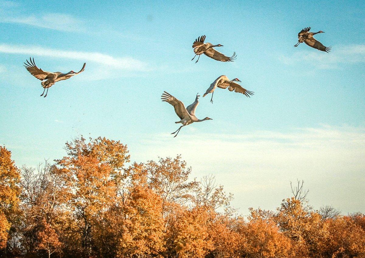 Sandhill cranes photographed by MJS staff, Wisconsin residents and trail  cams