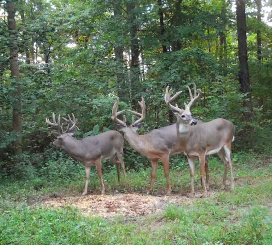 The buck had travelled with other mature bucks all summer.