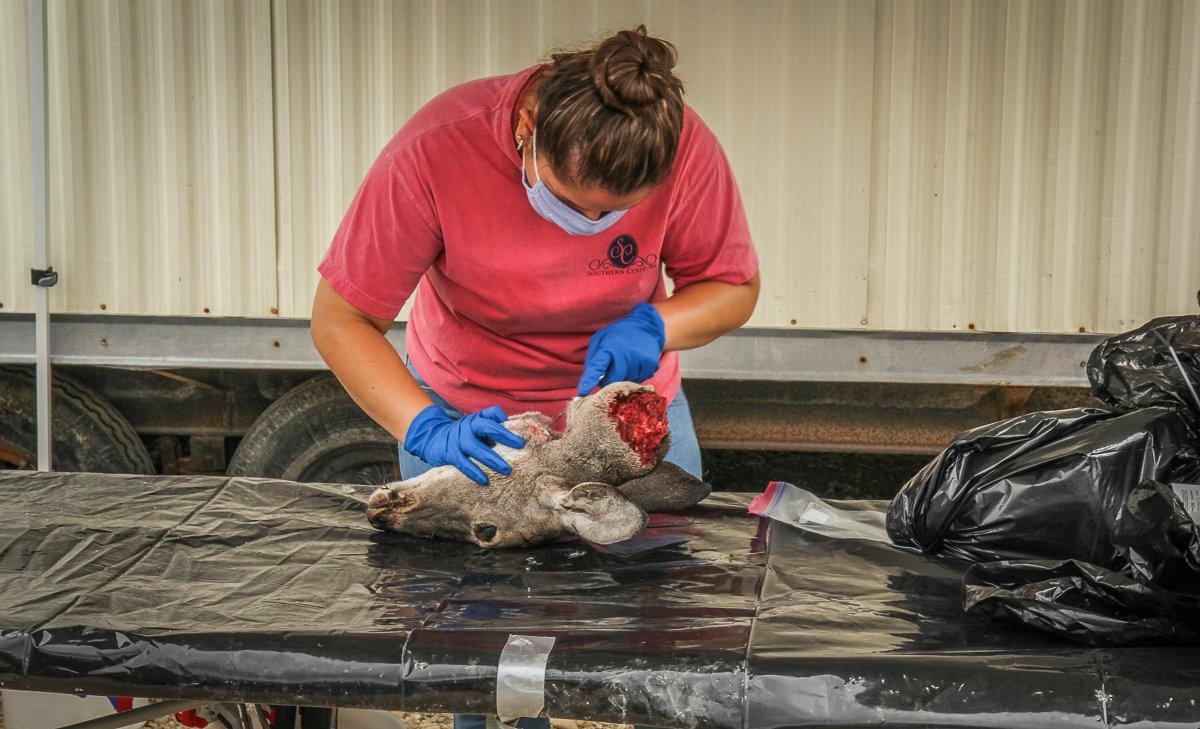 A check station worker removes lymph nodes at a CWD check station. Current testing procedures are limited and expensive, and so a new field-test could be a game-changer. Image by Will Brantley