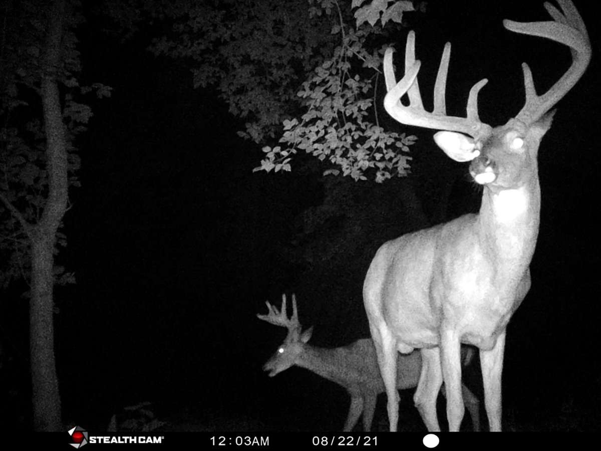 A trail camera photo of Lacefield's buck.