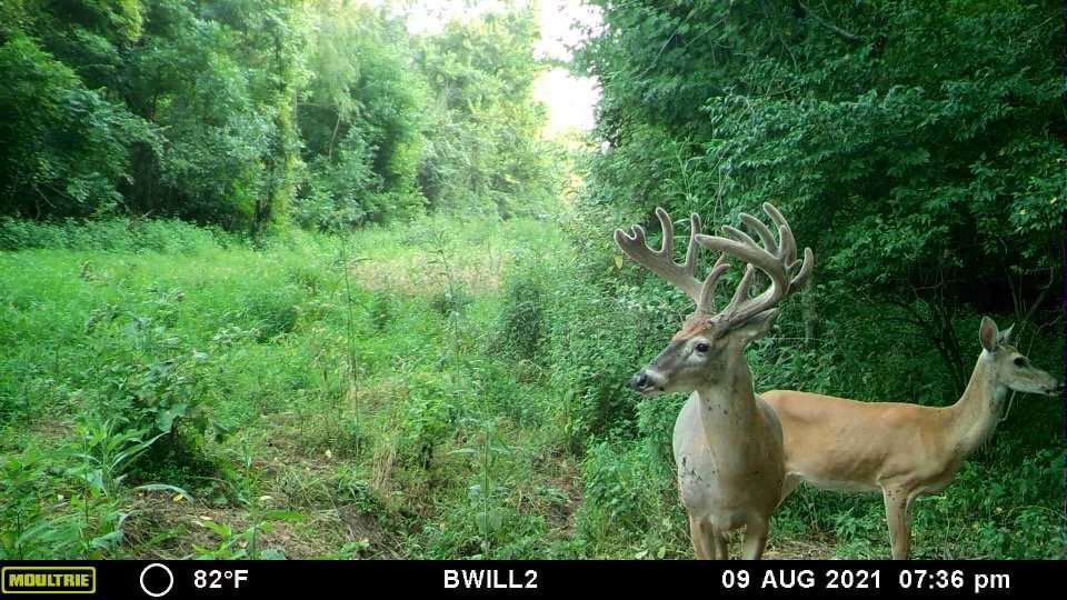 The buck had an extremely regular pattern all summer on Brandon's trail cameras.