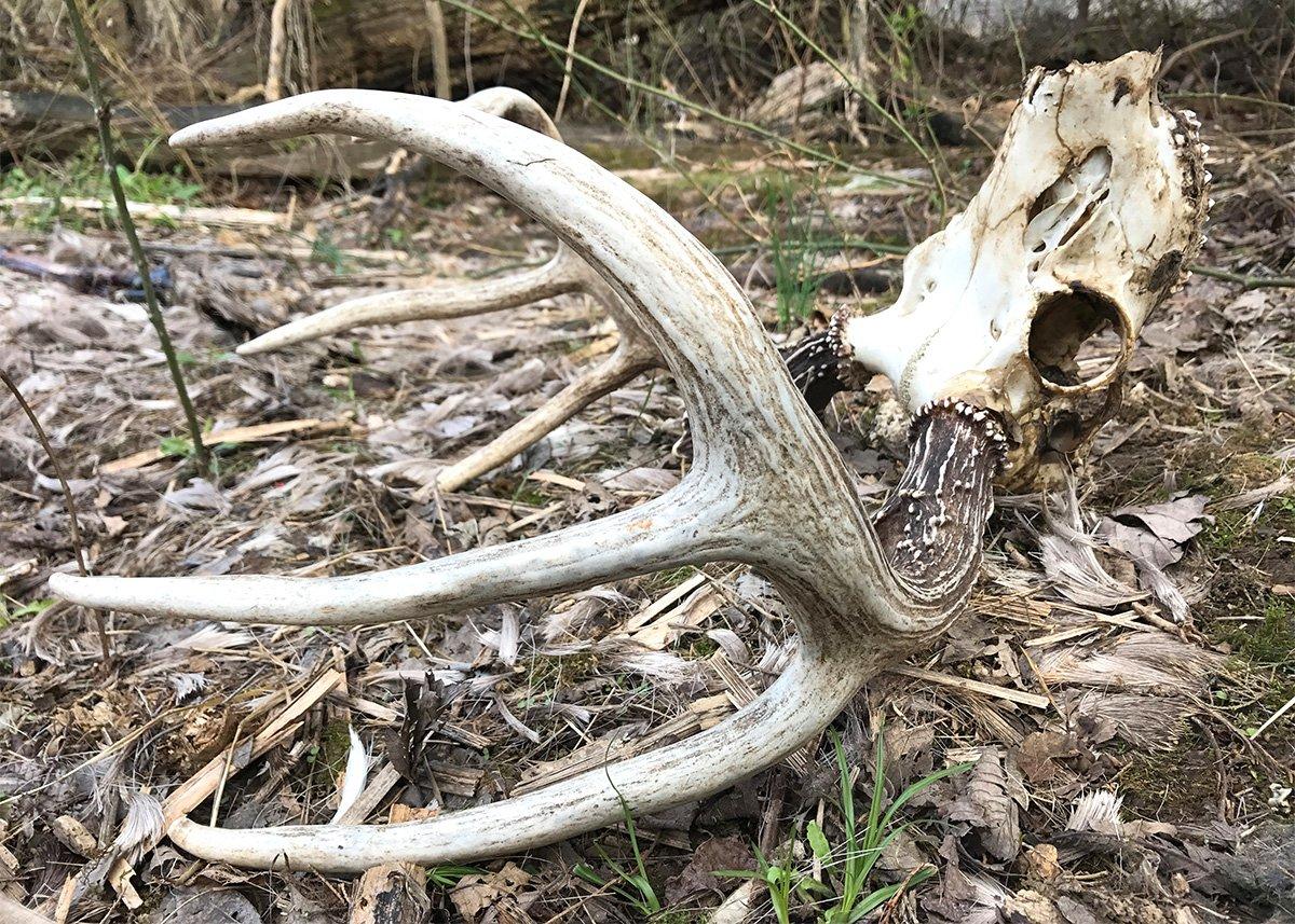 Diseases such as EHD, take their toll on wildlife. This buck drew the short straw. (Josh Honeycutt photo)