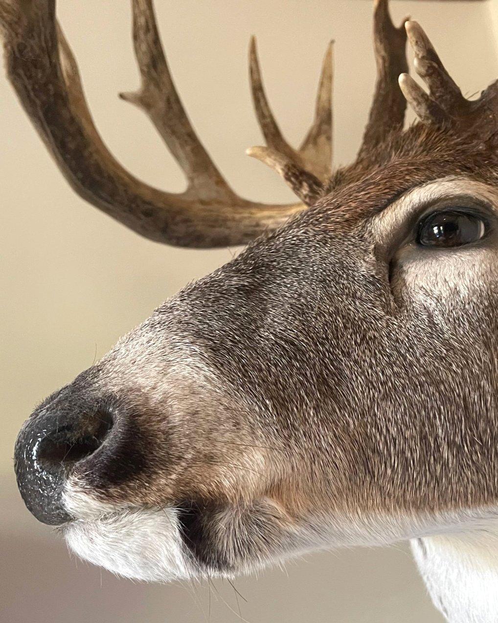 The black patch on a buck's lower jaw could be a remnant of where upper tusks used to be. 
