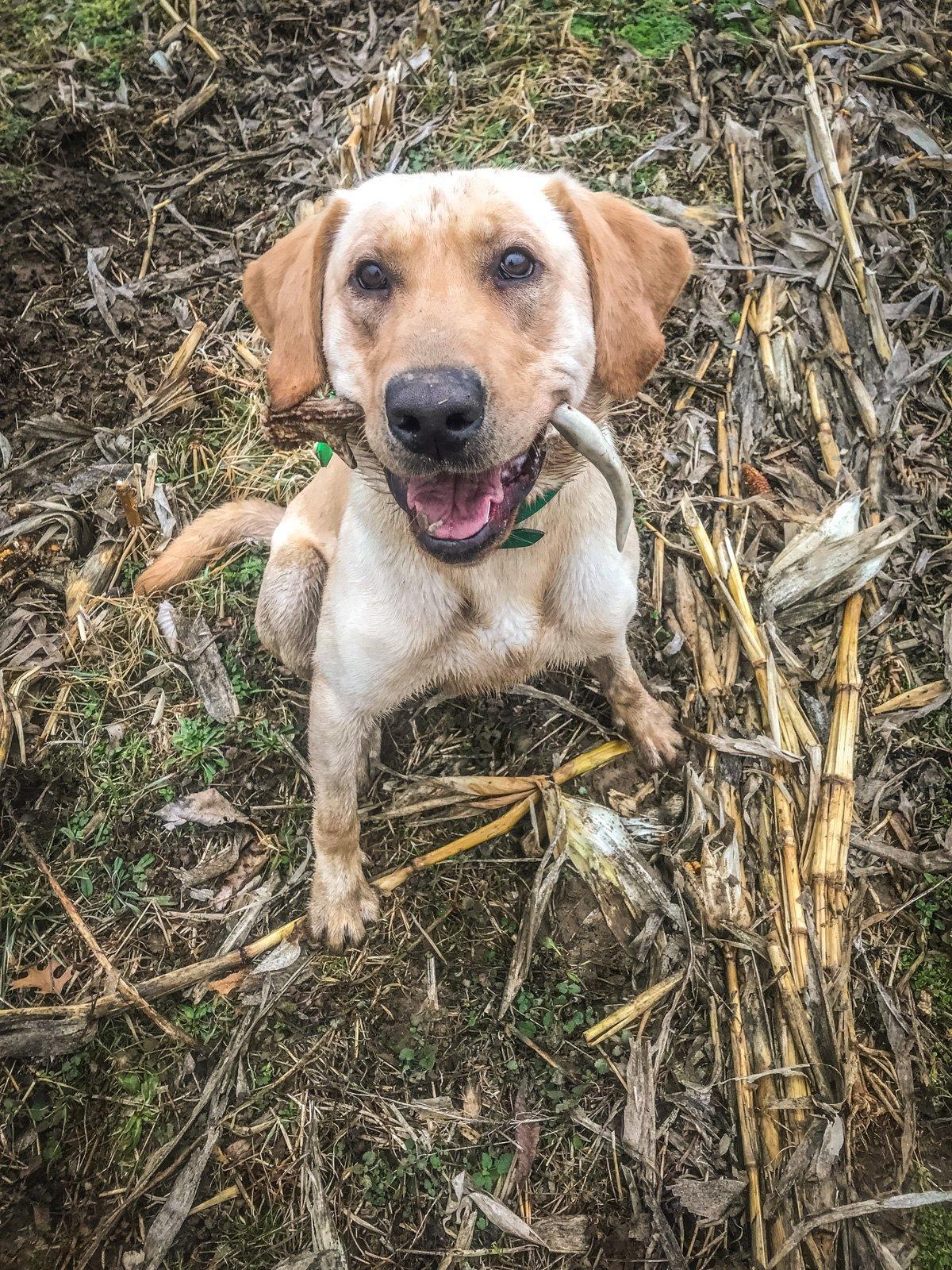 You can train any breed to find shed antlers, but Moore is fond of retrievers because they are natural hunters and instinctually want to bring things to their owner. (Natalie and Scott Spalding photo)