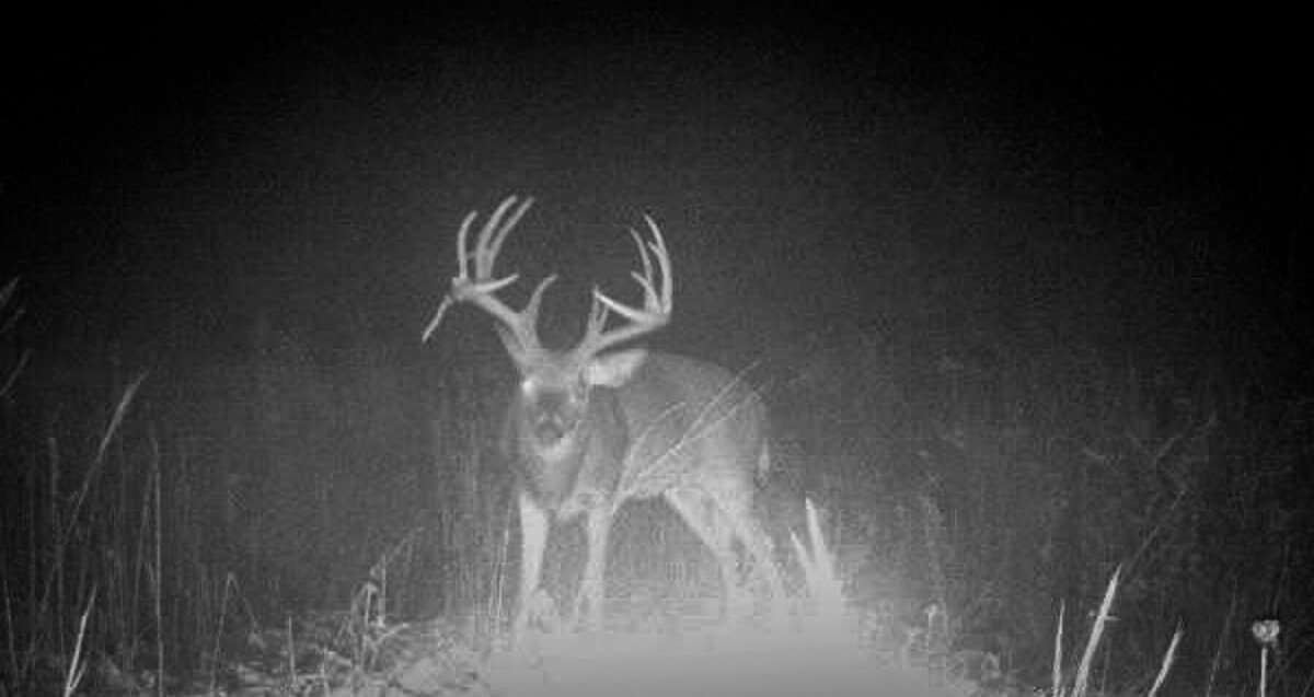 Doan dedicated the 2019 season to finding, and hunting, this huge Bluegrass buck. (John Doan photo)