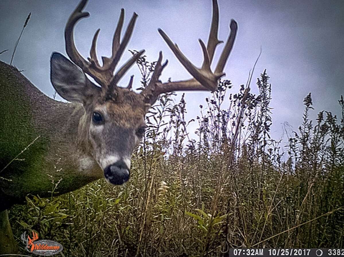 Doan first learned of this buck in 2017. (John Doan photo)