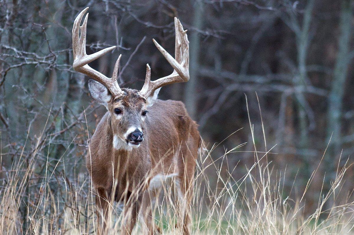 Those who understand the science behind whitetails have much better odds of filling tags. Image by Russell Graves 