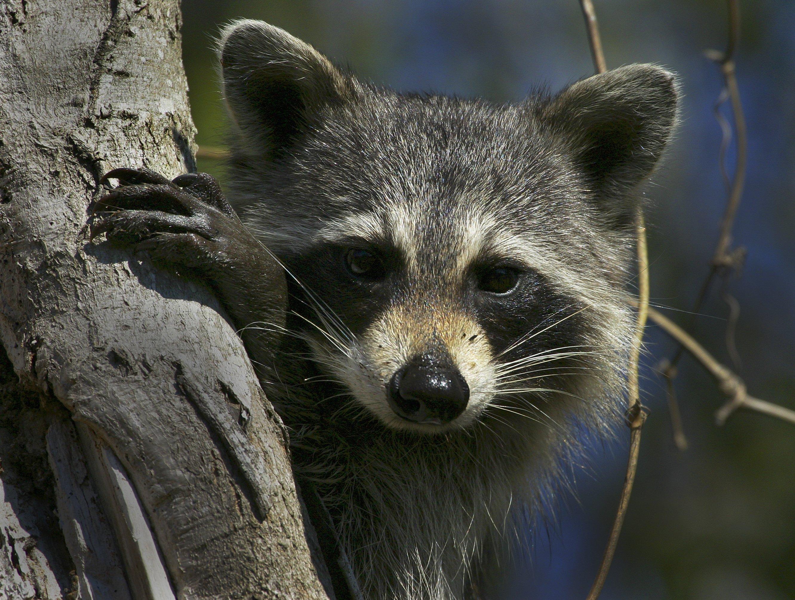 Image: indiana_raccoon