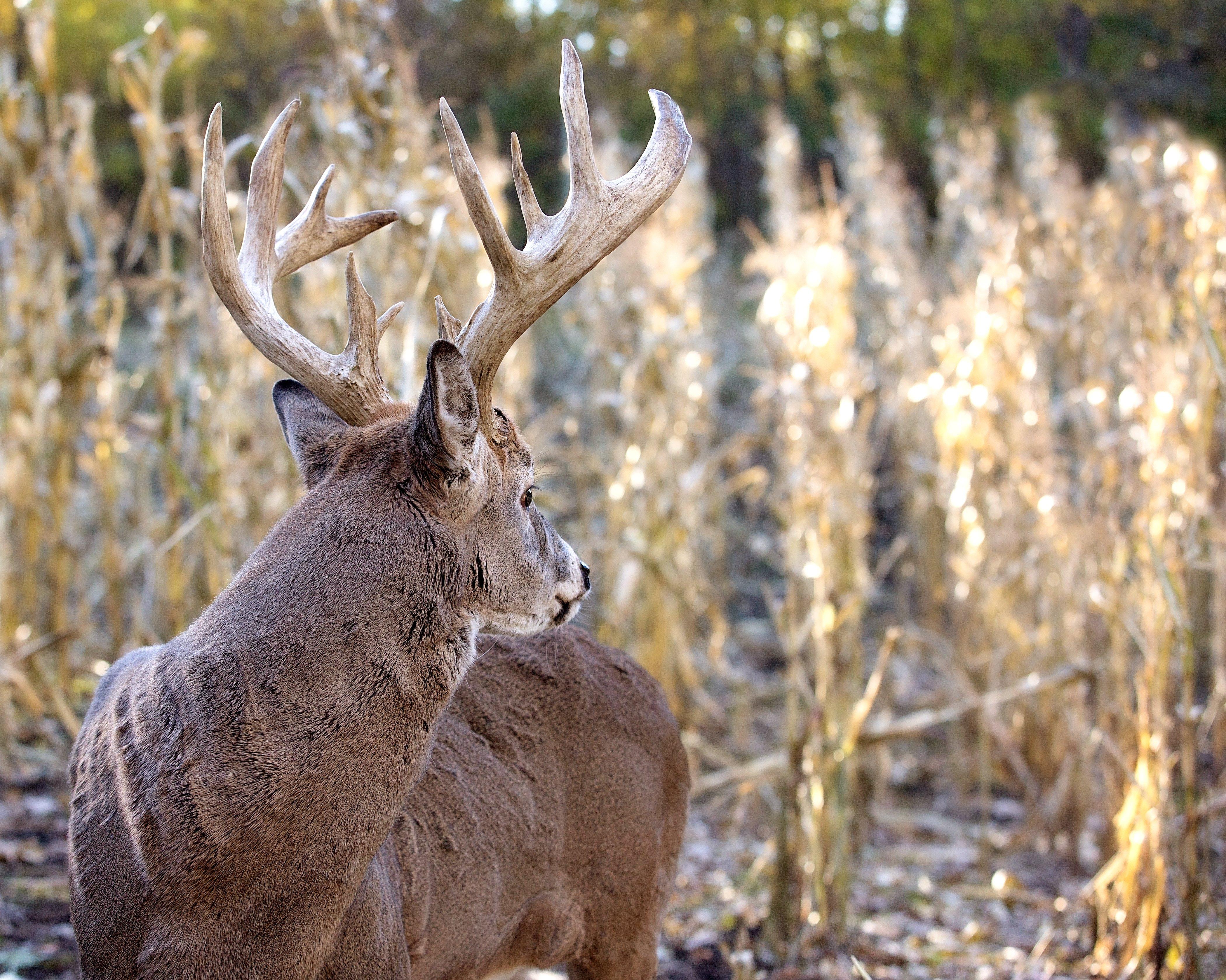 Image: iowa_buck_corn