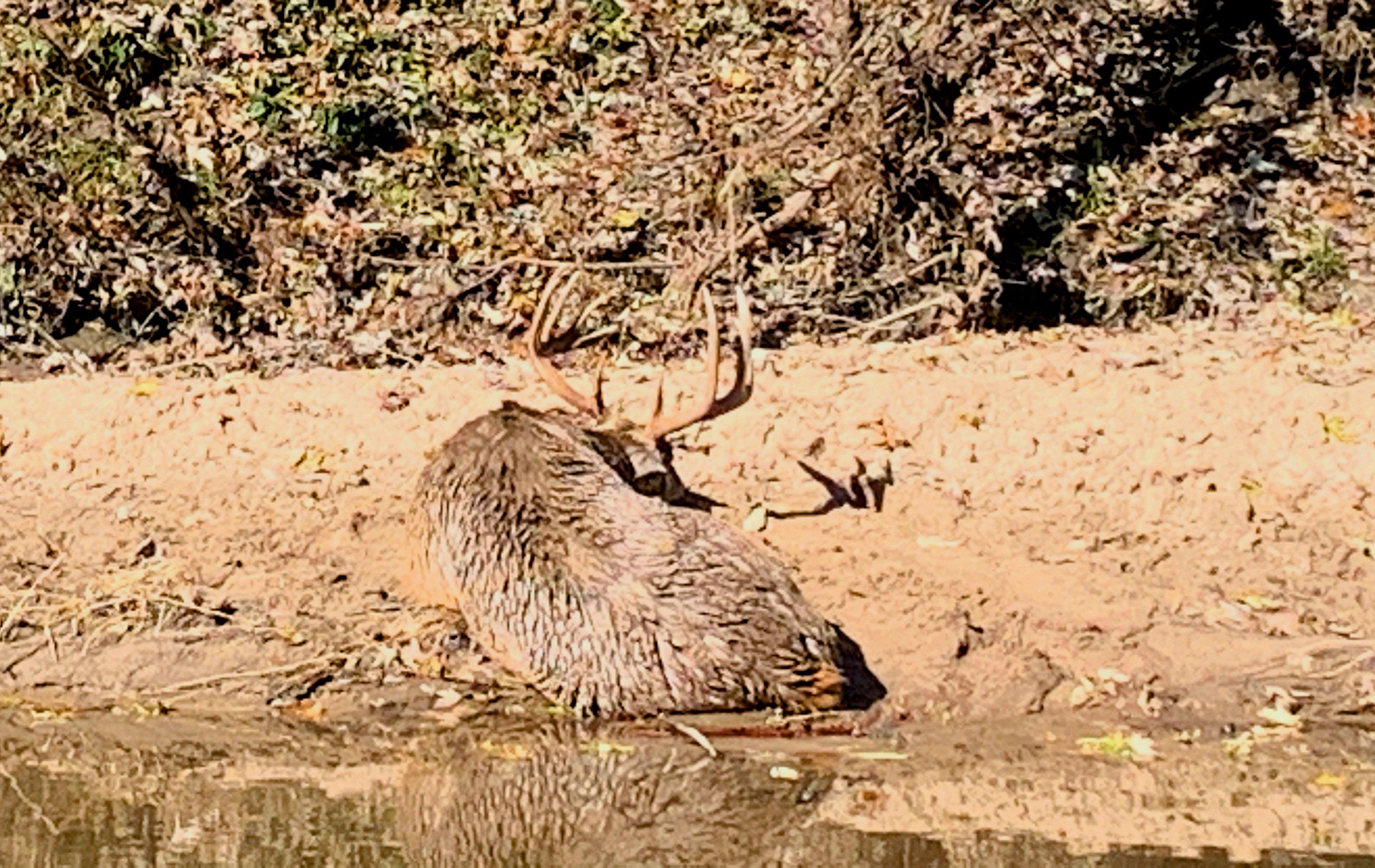 Image: iowa_ehd_buck