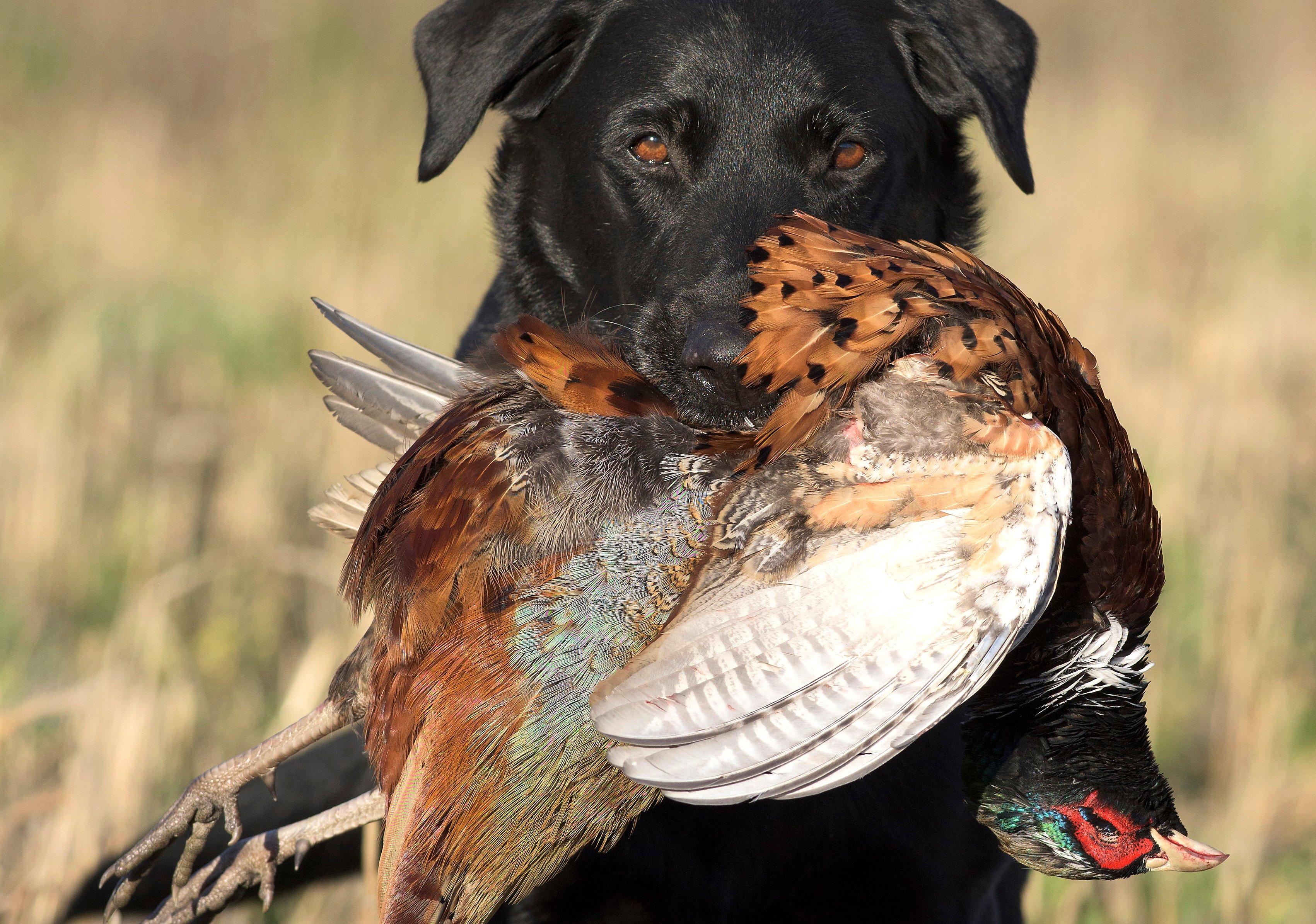 Image: iowa_pheasant