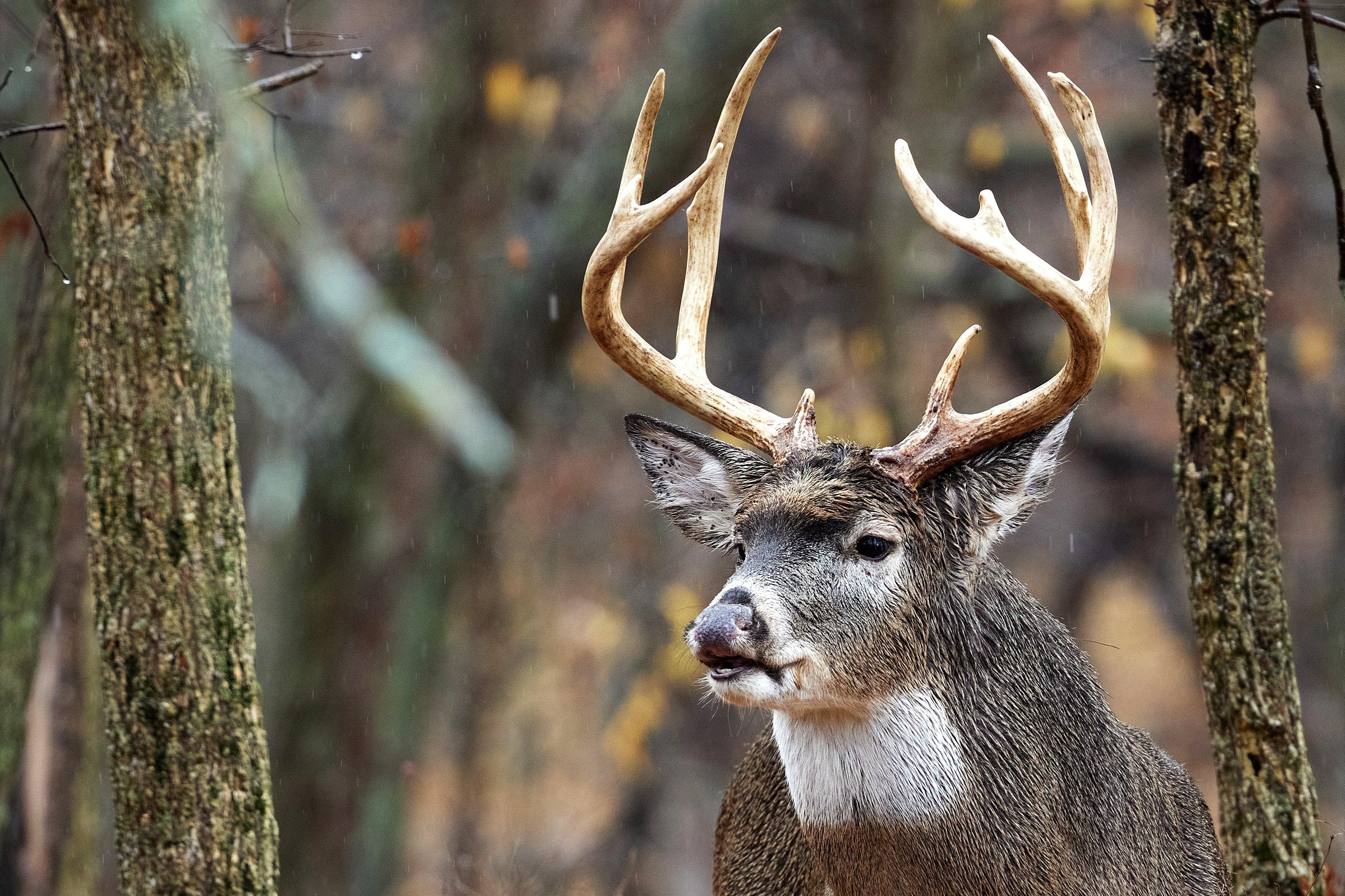 Image: iowa_whitetail_buck