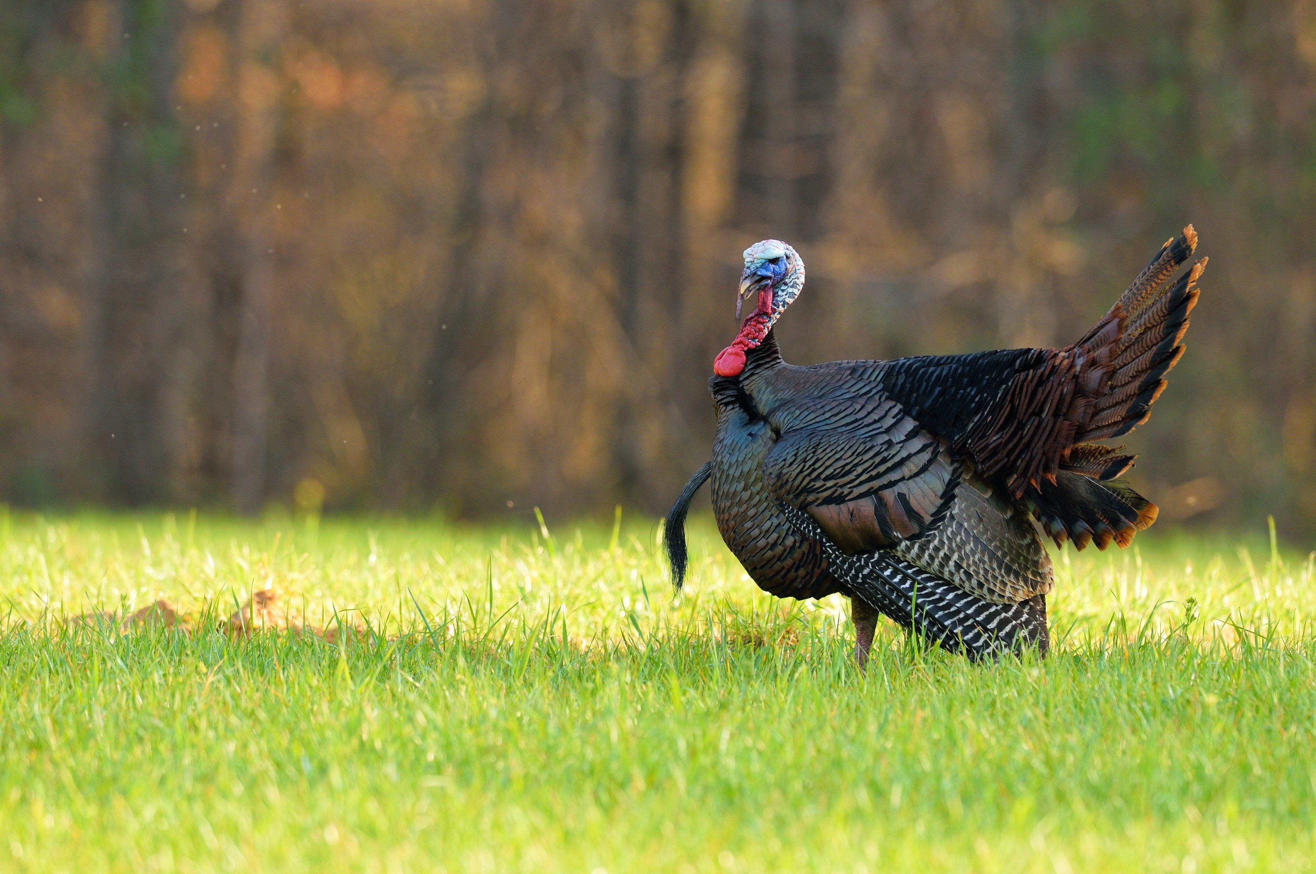 Iowa Turkey Hunting (c) Tes Randle Jolly photo