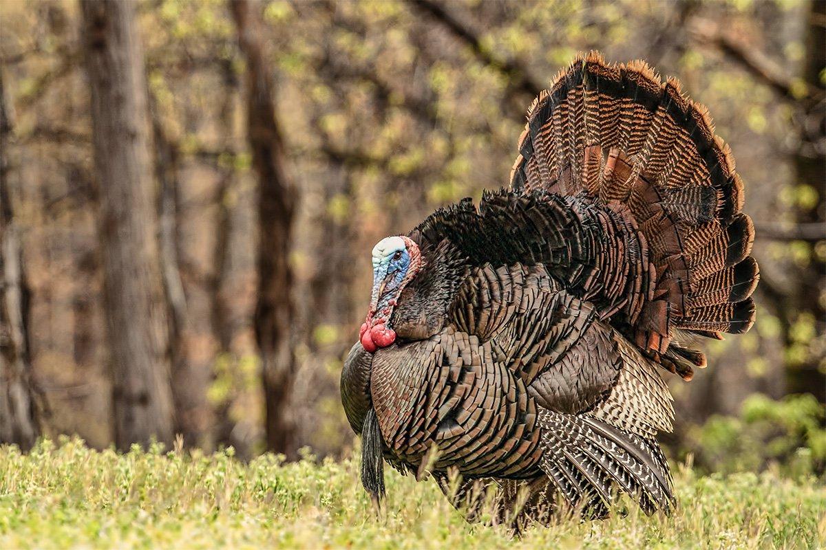 As any seasoned hunter knows, turkey hunting involves a lot more than simply sitting down against a tree. Selecting the right boot shouldn't be taken lightly. (Irish Setter photo)