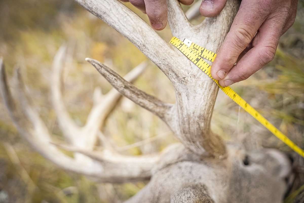 This buck has it all and stretches the tape to 179 inches. (Buckmasters photo)