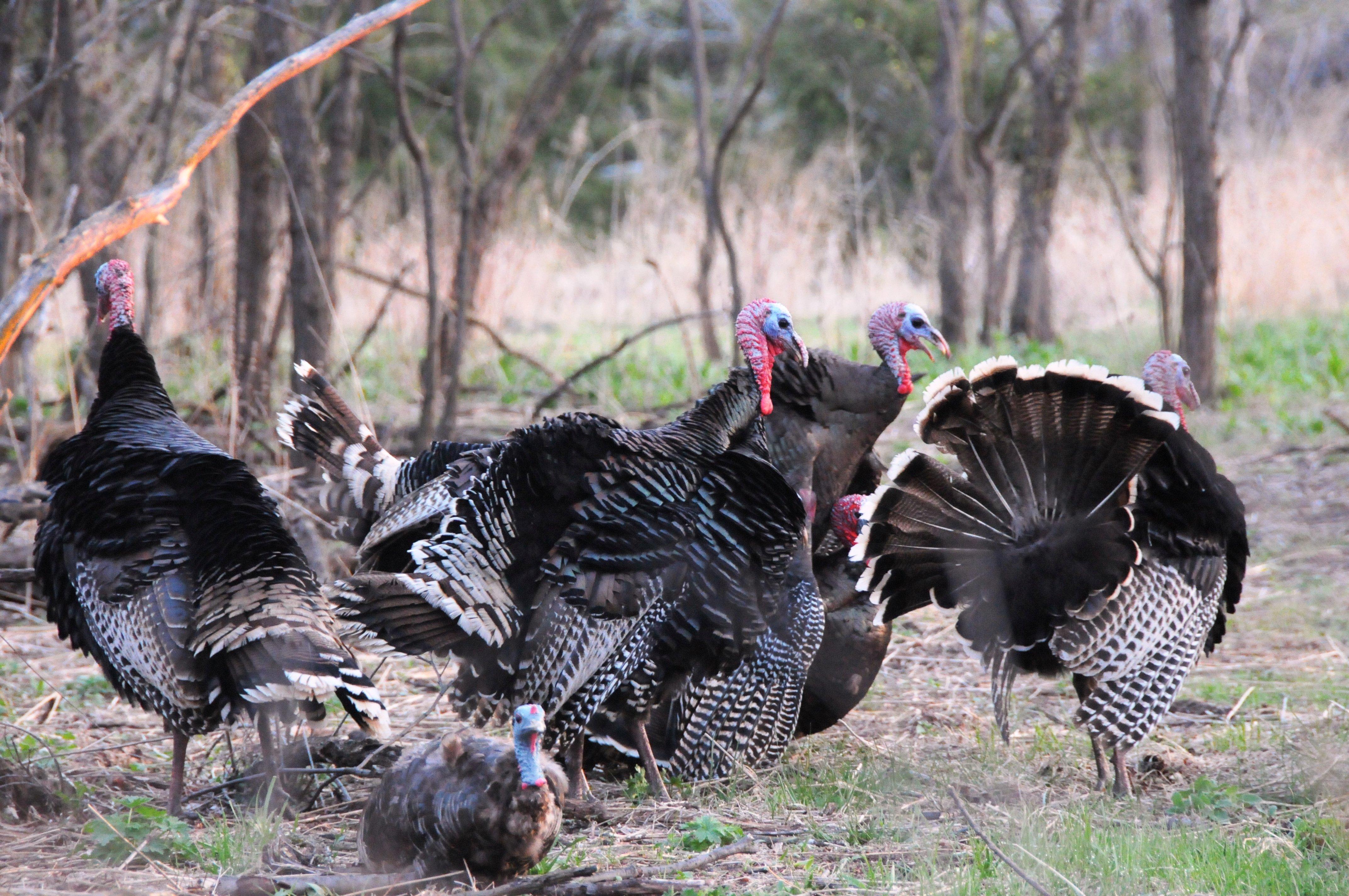Are you trying to sound like live turkeys, or other turkey hunters? Photo by John Hafner