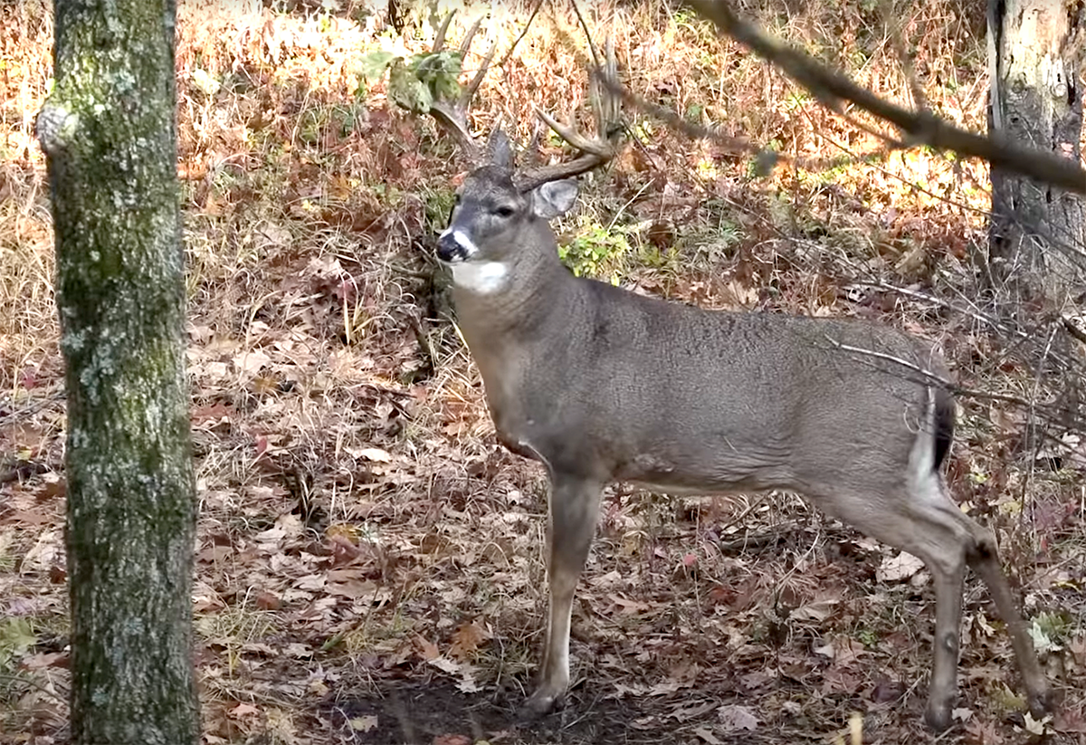 Moments before Mills sent an arrow downrange at this massive 194-inch deer. Image courtesy of Jared Mills