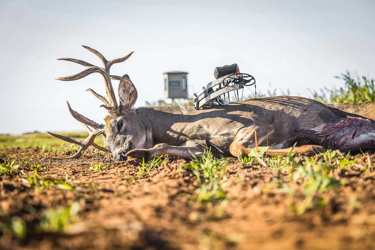 Frontward, backward, and sideways, this deer looks like a giant, and is one. Image by Buckventures