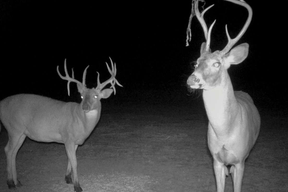 Danker finally decided to hunt this buck after watching it for three seasons. Image by Buckventures