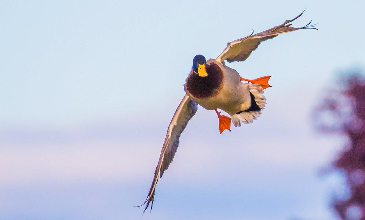 The impact of spinning wing decoys, Part 2 on the Realtree Outpost Podcast. Image by Jeff Huth / Shutterstock