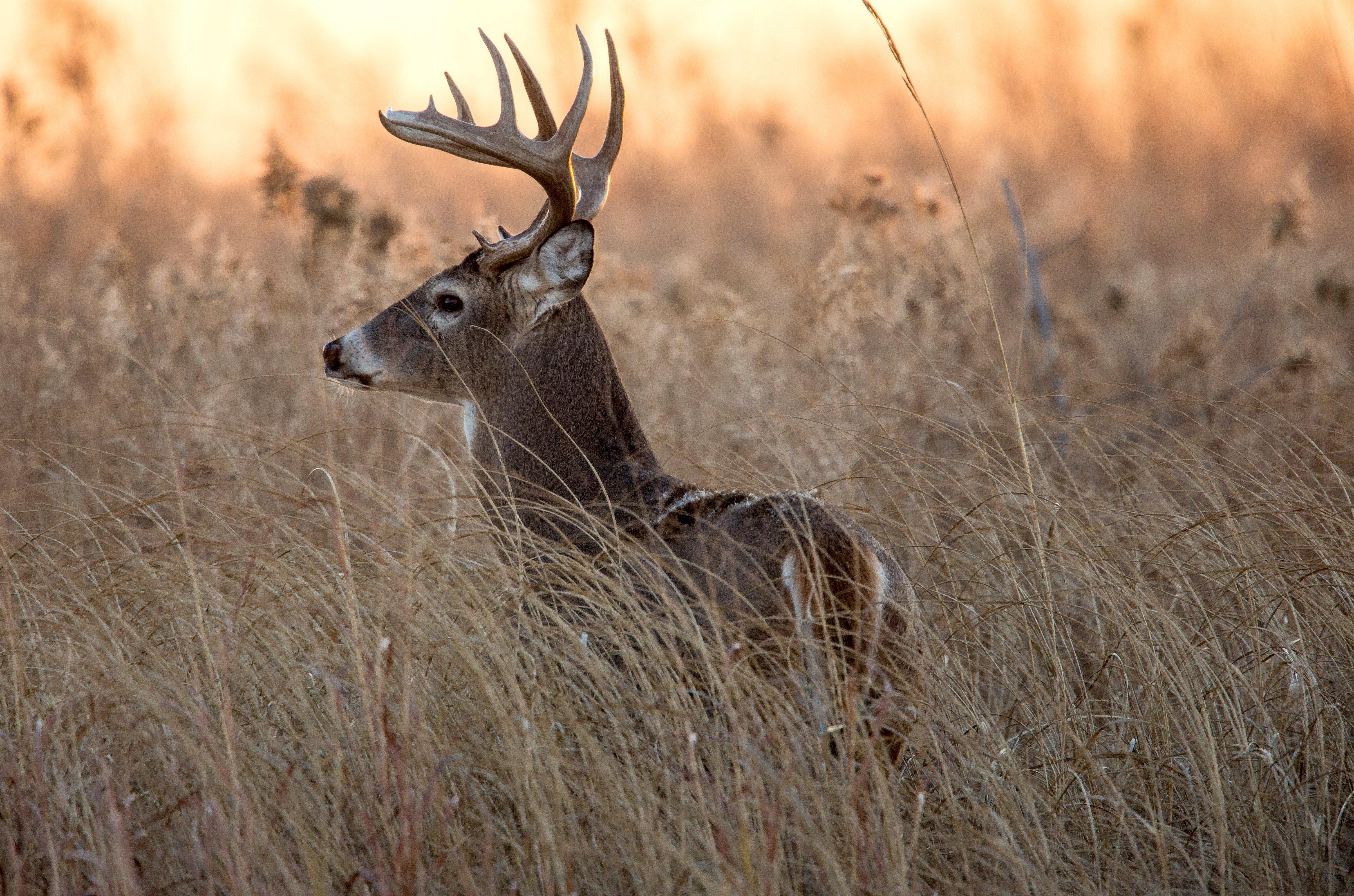 Image: jennings_whitetail