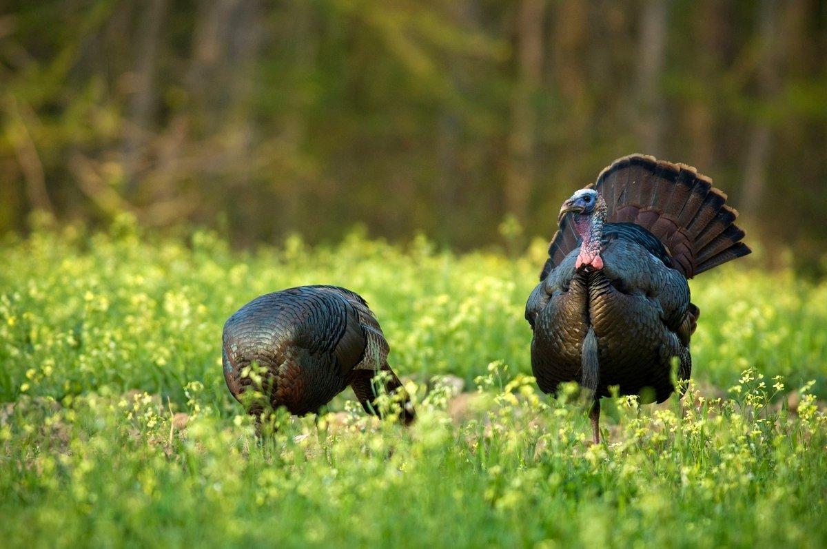 Turkey Hunt: Chasing gobblers in south-central Ontario