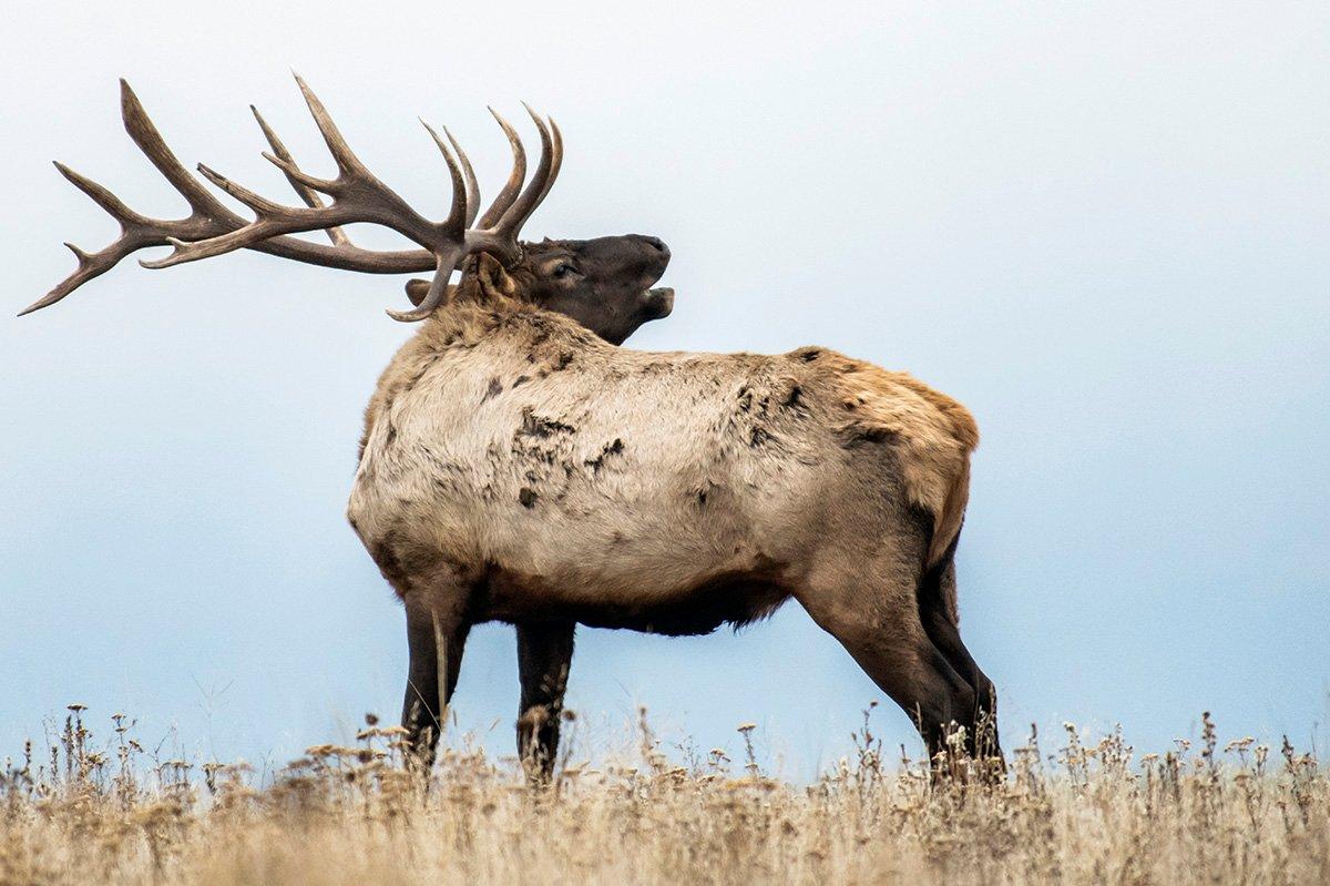 Part of becoming a better caller is understanding why and when elk make the vocalizations that they do. (John Hafner image)