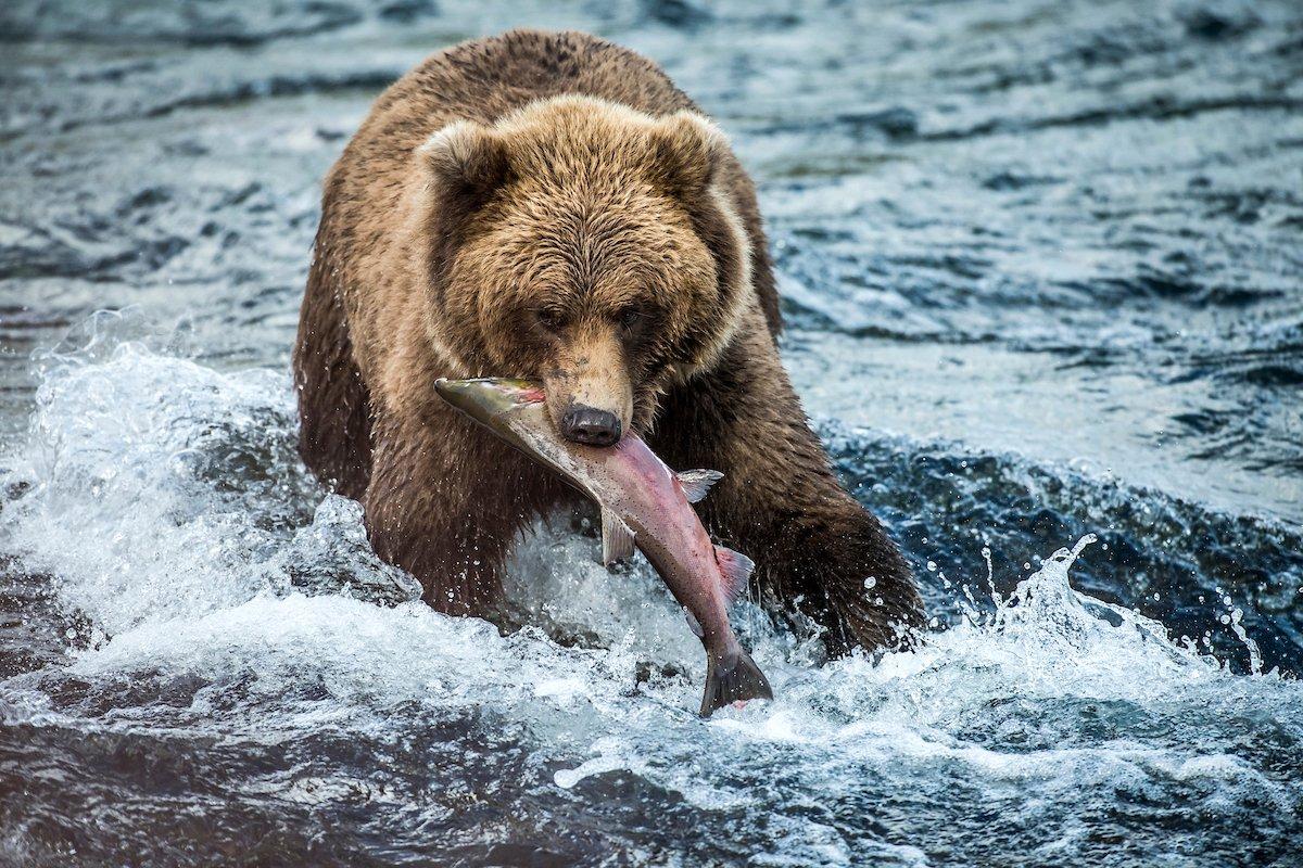 Photographers must often endure harsh weather and terrain to capture stunning wildlife images. ©John Hafner