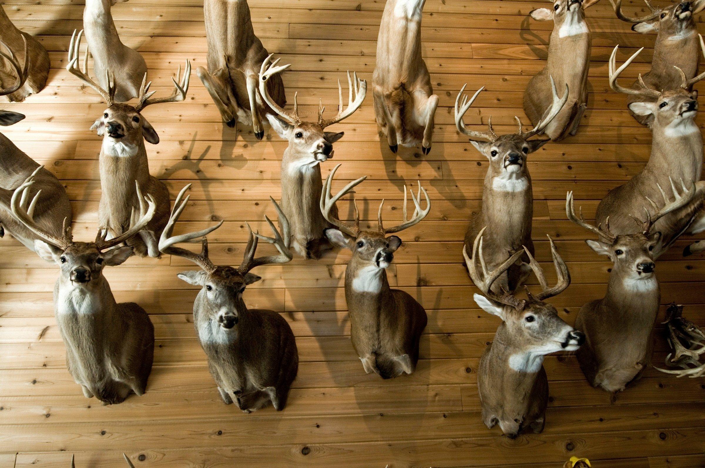 Wall of trophy deer mounts