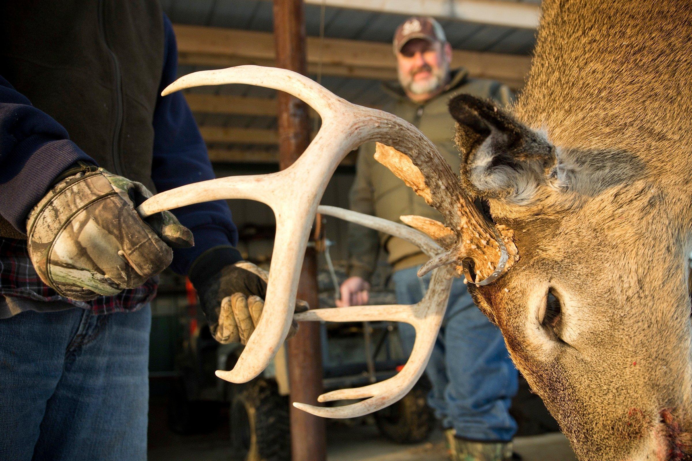 Hunter with whitetail trophy buck