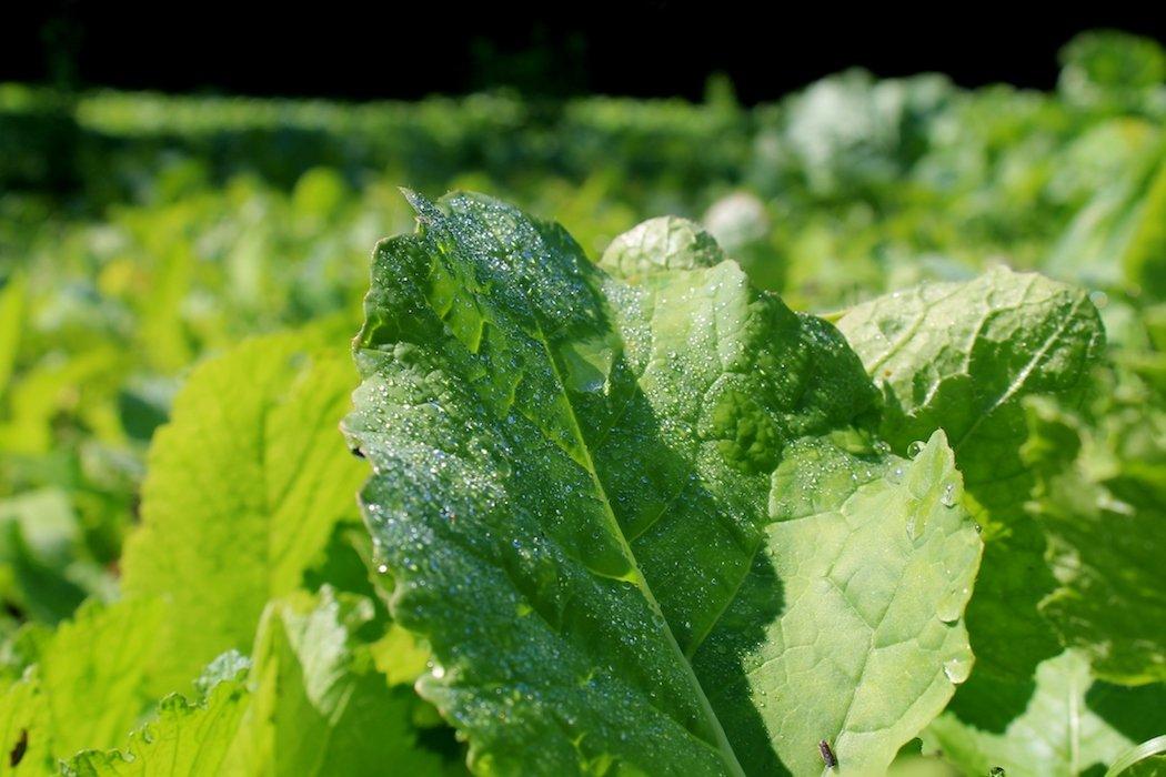 You can grow lush, green food plots like this brassica patch by using the poor man plot method. (Josh Honeycutt photo)