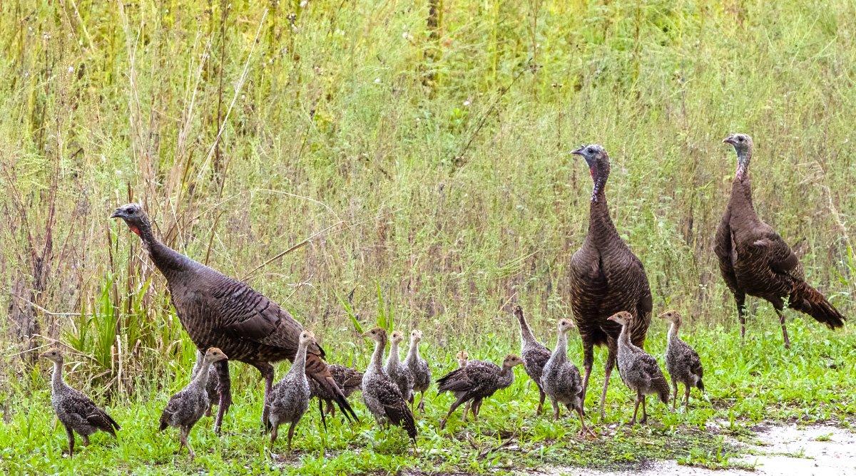 Turkey nuts like us all around the country are rubbernecking cut fields, looking for hens with poults, and yes, hard-stopping on back roads when mama carefully leads those little ones across. (© Jim Schwabel-Shutterstock photo)