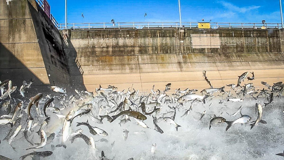 These fish are prolific breeders and can overpopulate a waterway quickly. Photo by Jessica Morris, KDFWR