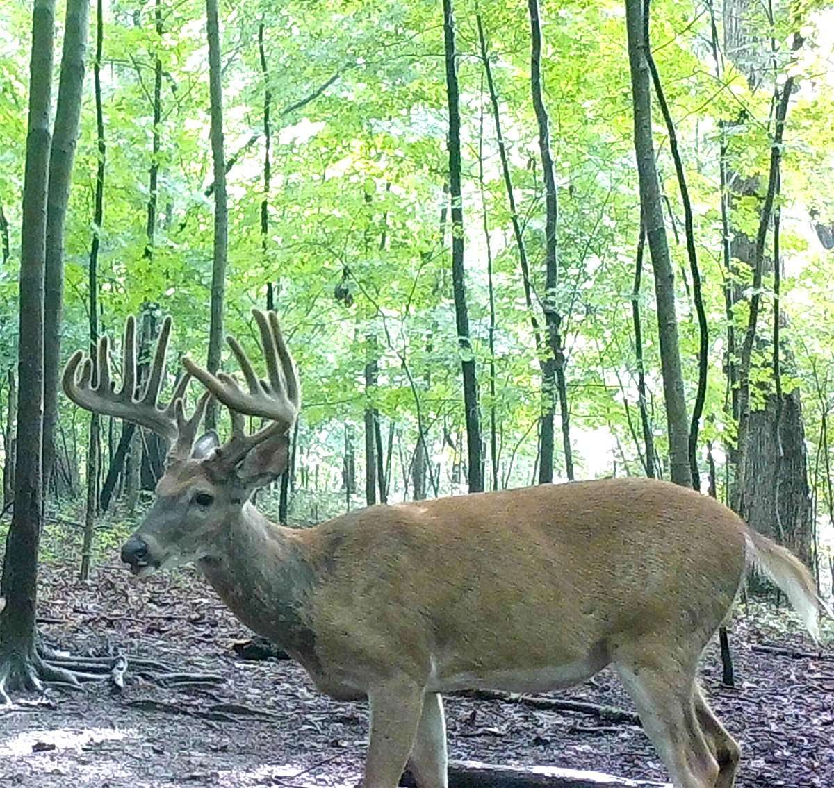 Warner chanced a sit close to the big deer's bedding area, and it paid off. Warner chanced a sit close to the big deer's bedding area, and it paid off.