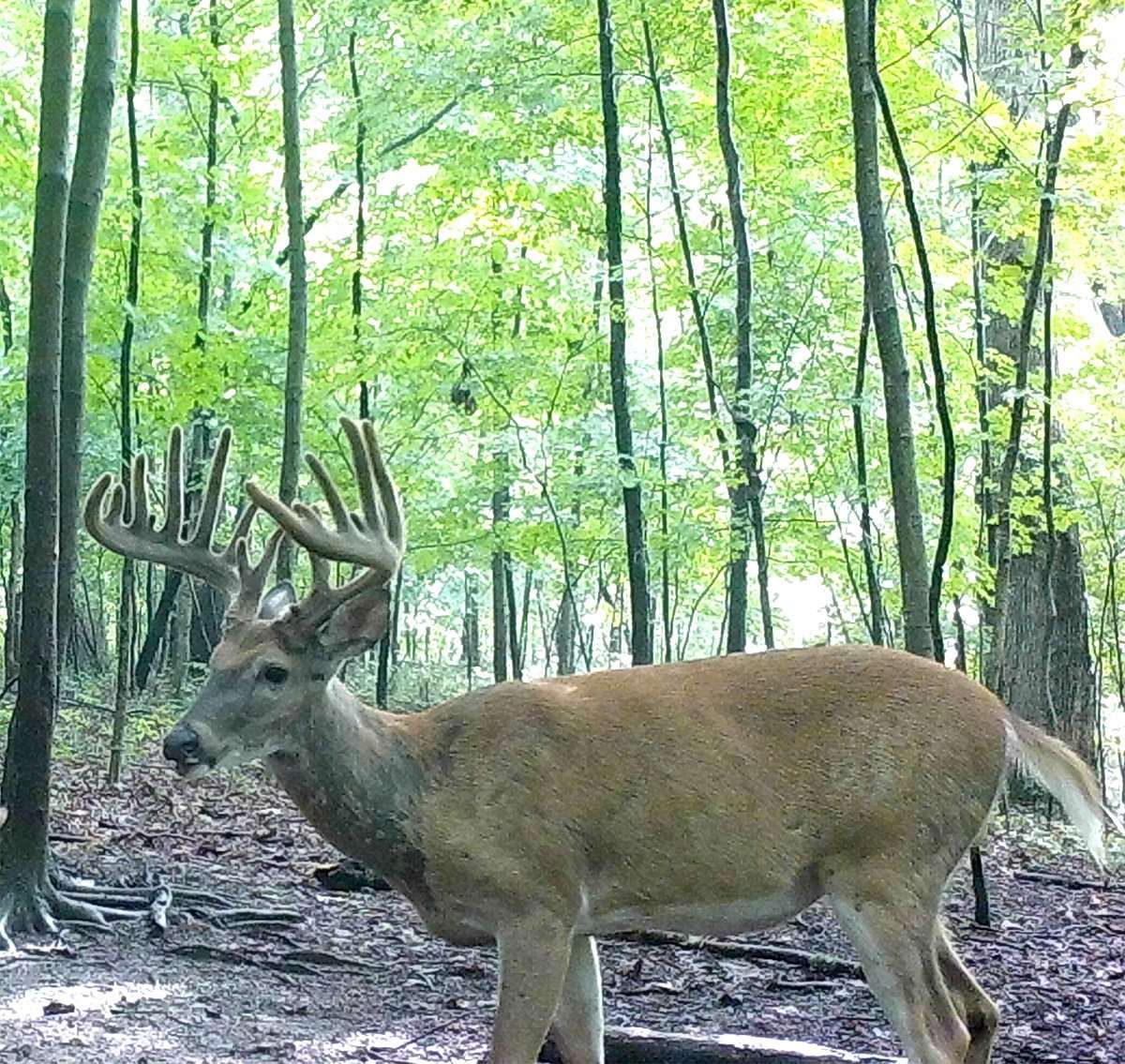 Warner chanced a sit close to the big deer's bedding area, and it paid off. 