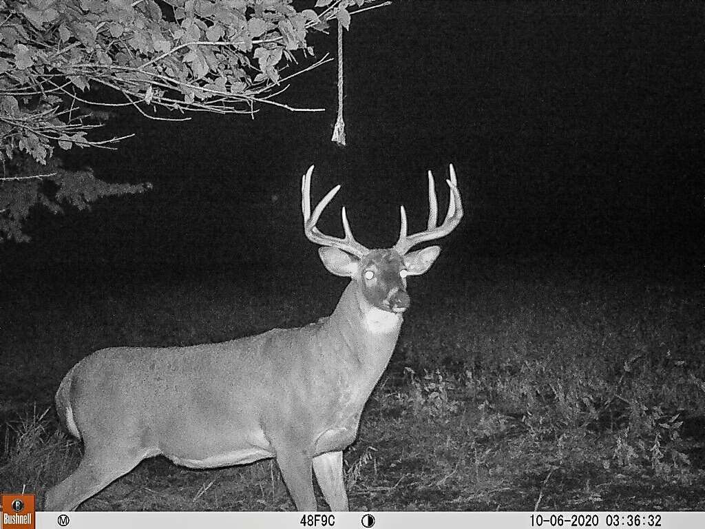 In 2020, the buck was beginning to show his potential, but the Kamps crew gave the great 4 1/2-year old buck a pass. Image courtesy of Justin Kamps