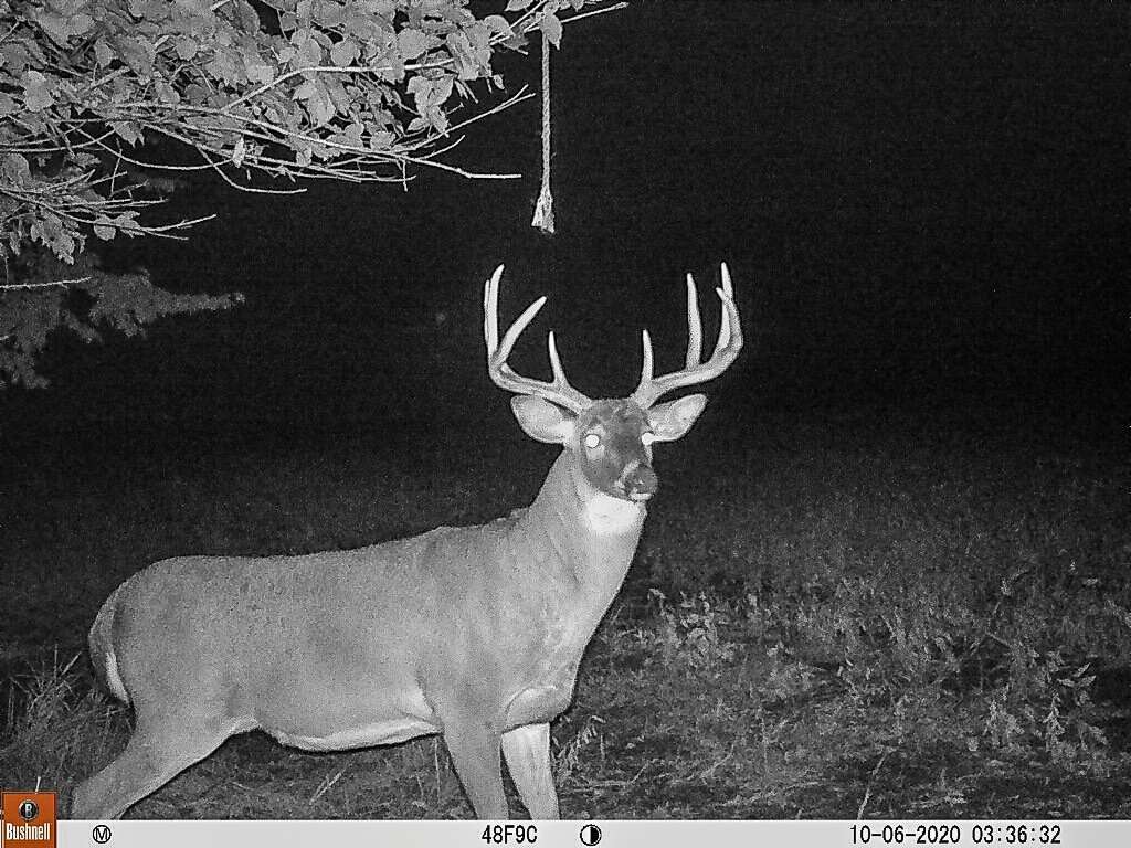 In 2020, the buck was beginning to show his potential, but the Kamps crew gave the great 4 1/2-year old buck a pass. Image courtesy of Justin Kamps In 2020, the buck was beginning to show his potential, but the Kamps crew gave the great 4 1/2-year old buck a pass. Image courtesy of Justin Kamps