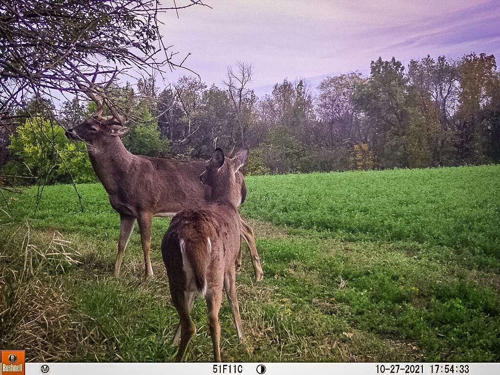 While the buck didn't roam his traditional area during the summer and early fall, he was on the trail cameras regularly by late October. Image courtesy of Justin Kamps