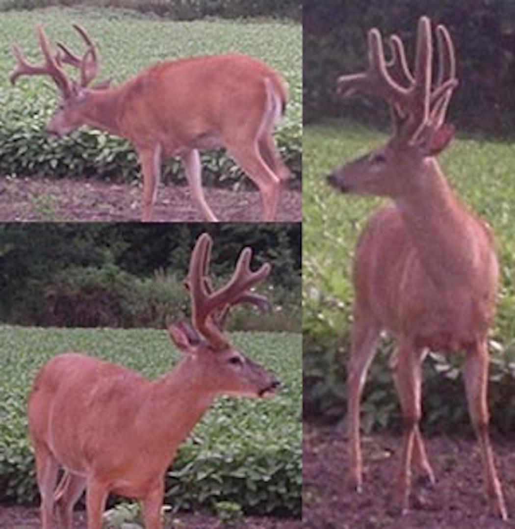 Trail camera photos of the giant buck. (Kandi Kisky photo)