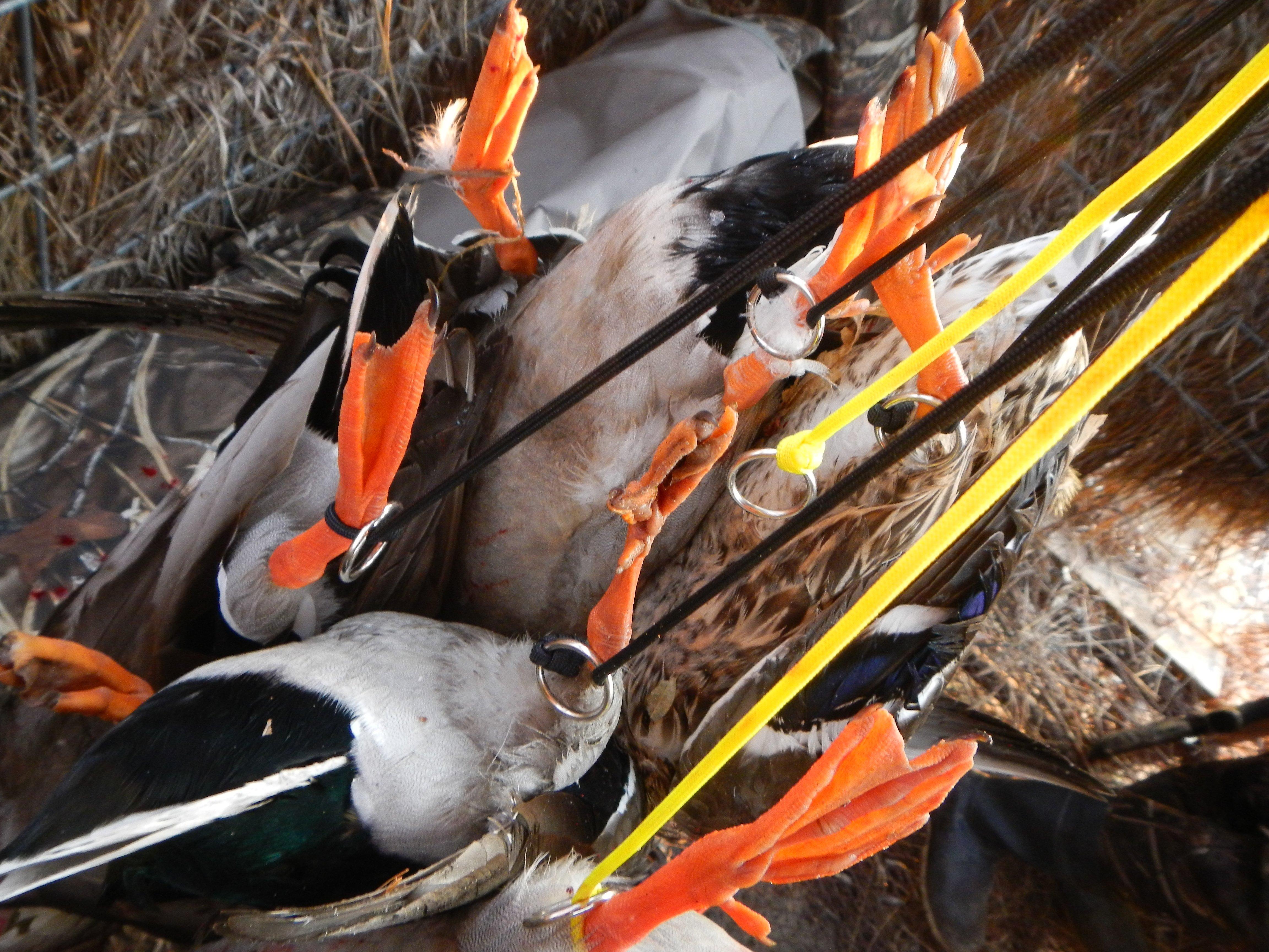 Guided hunts can be fantastic, but why stop the fun? After hunting with an outfitter, check out nearby public opportunities to extend your trip. Photo © Joe Genzel