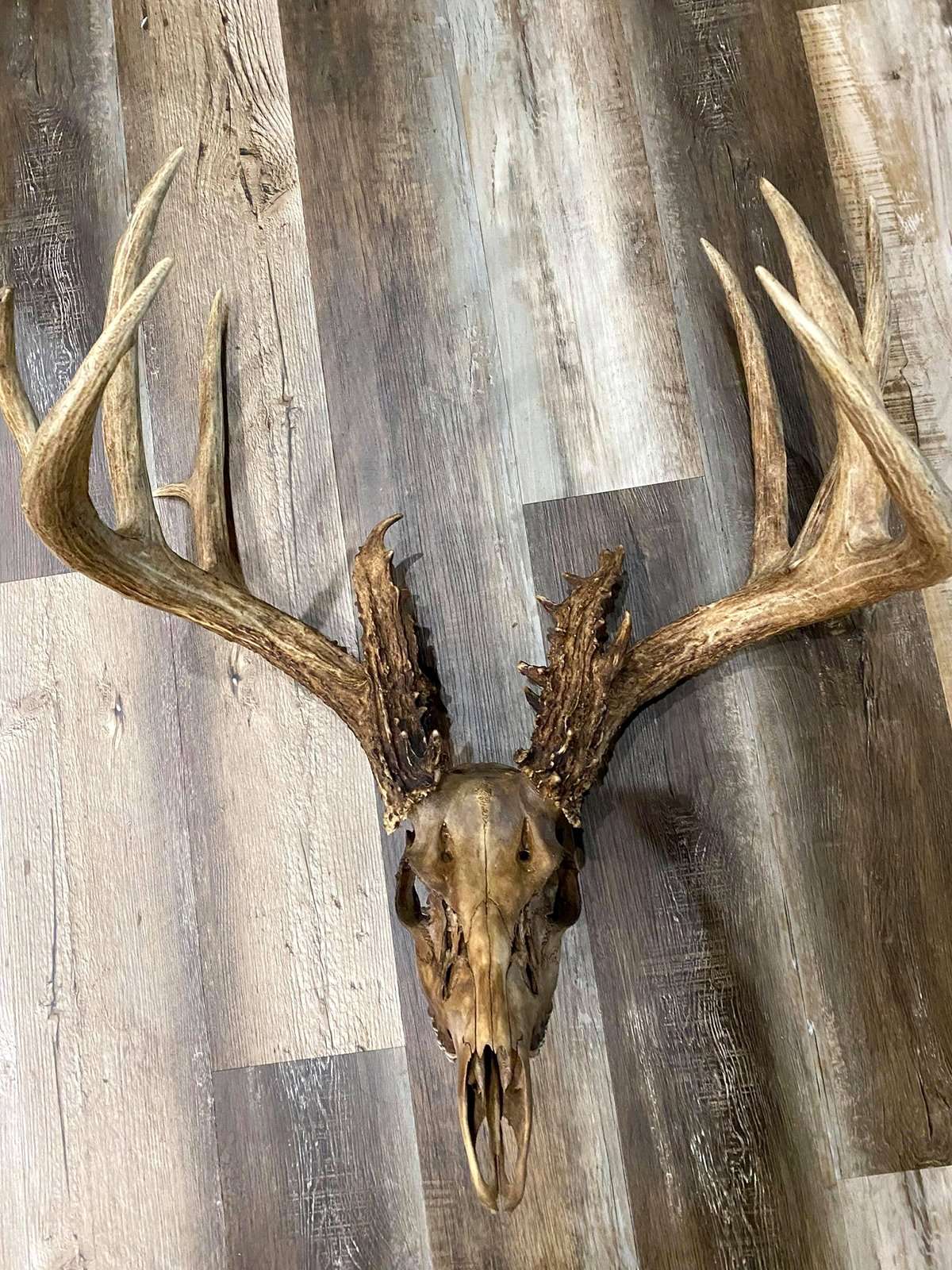This buck has all the mass, tine length, and number of points a hunter could hope for. Image by Kyle Culbreth