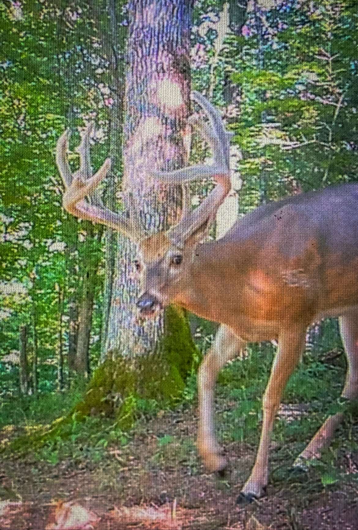 Regular trail cam photos let Martin know the buck was still in the area.