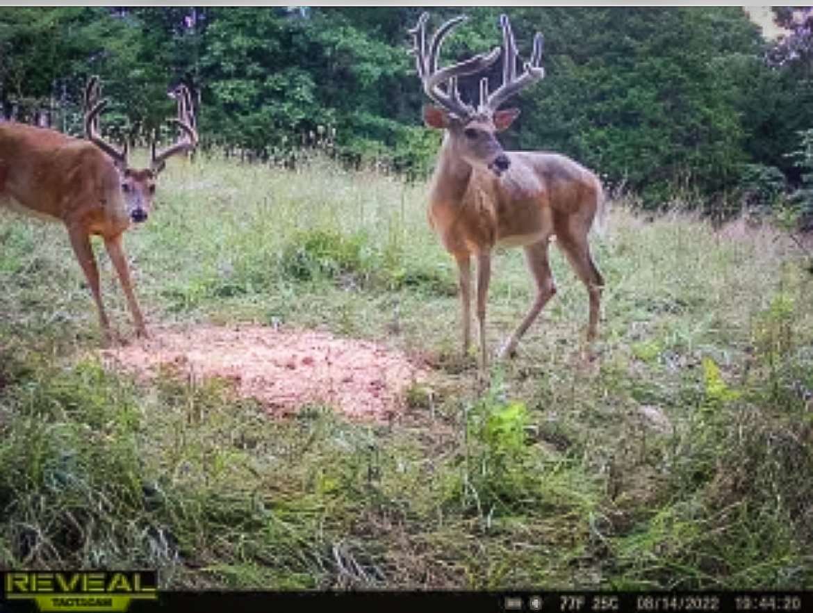 The buck showed throughout the summer and early fall.