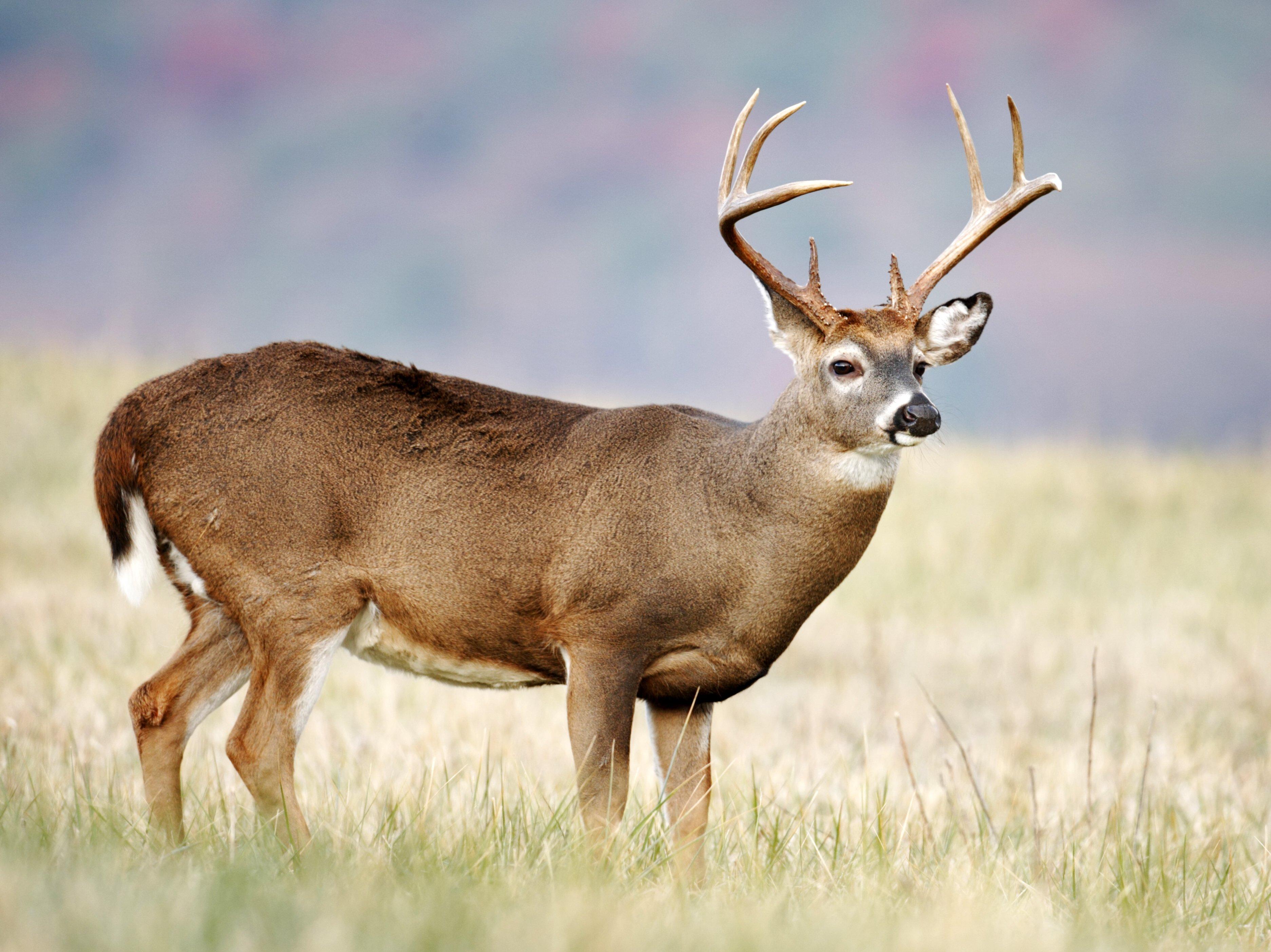 Image: kentucky_bust