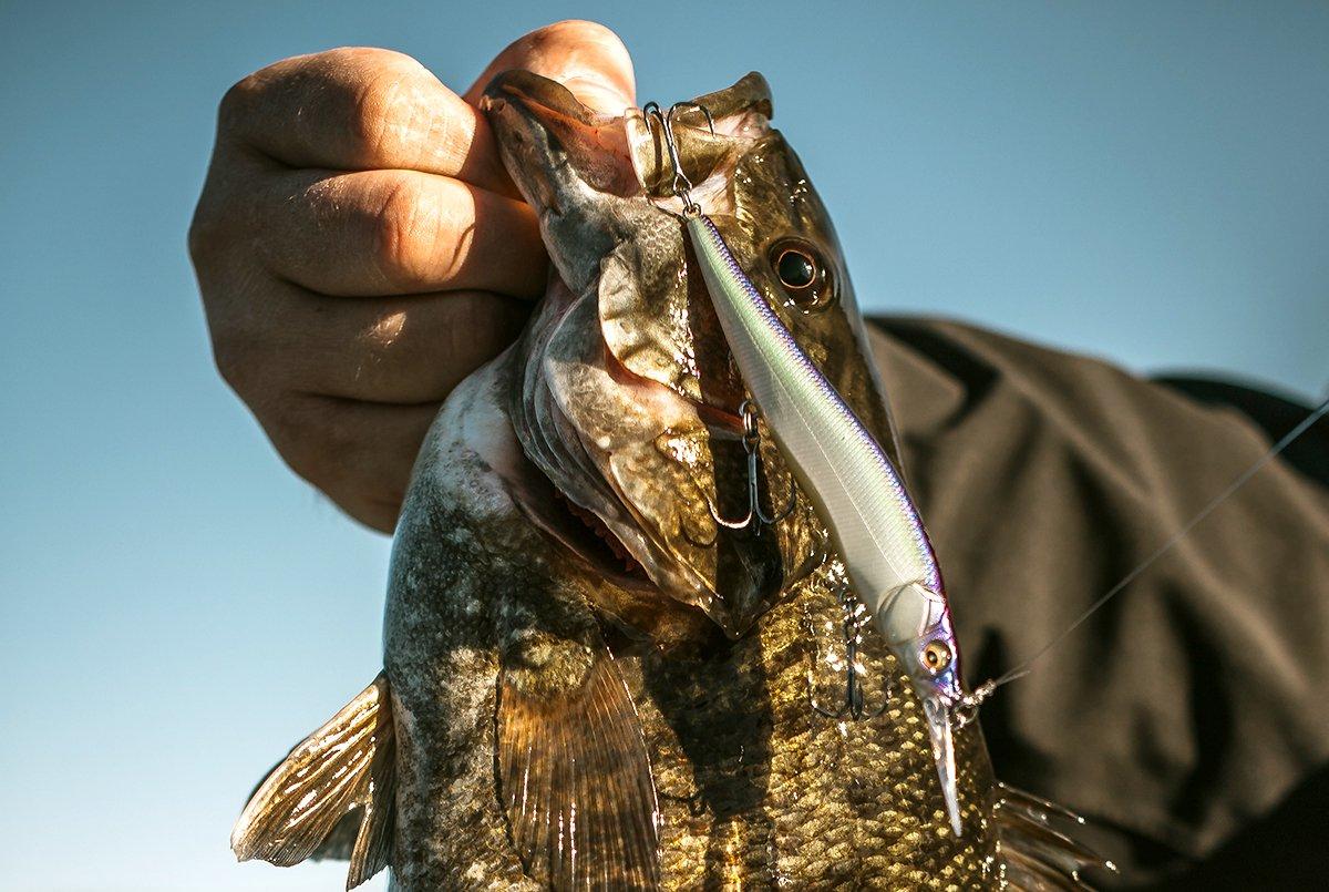 Jerkbaits are the go-to for fishing wind-blown points in early spring. Image by Kerry Wix / Drake Waterfowl